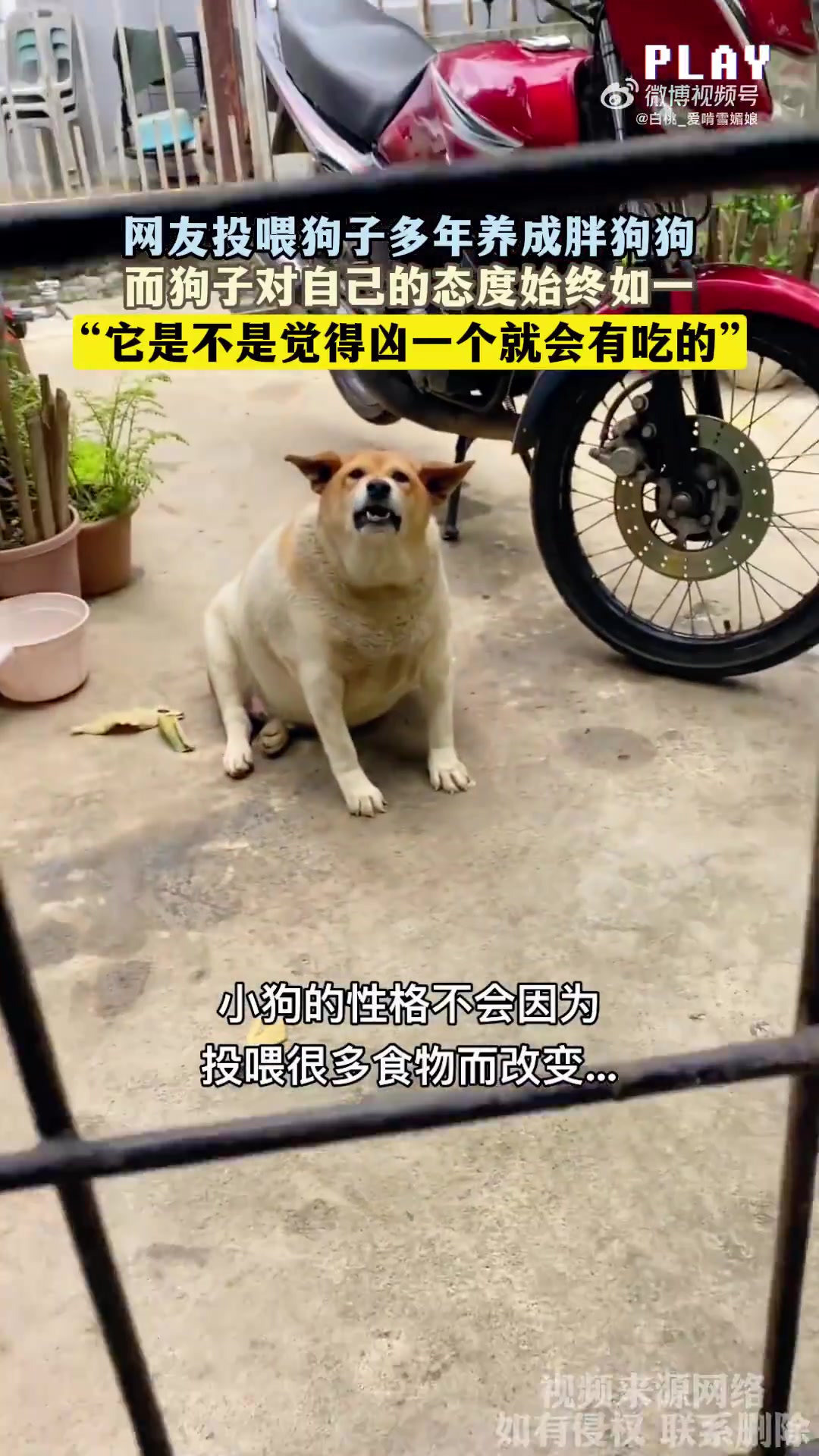 网友投喂狗子多年养成胖狗狗，而狗子对自己的态度始终如一！！