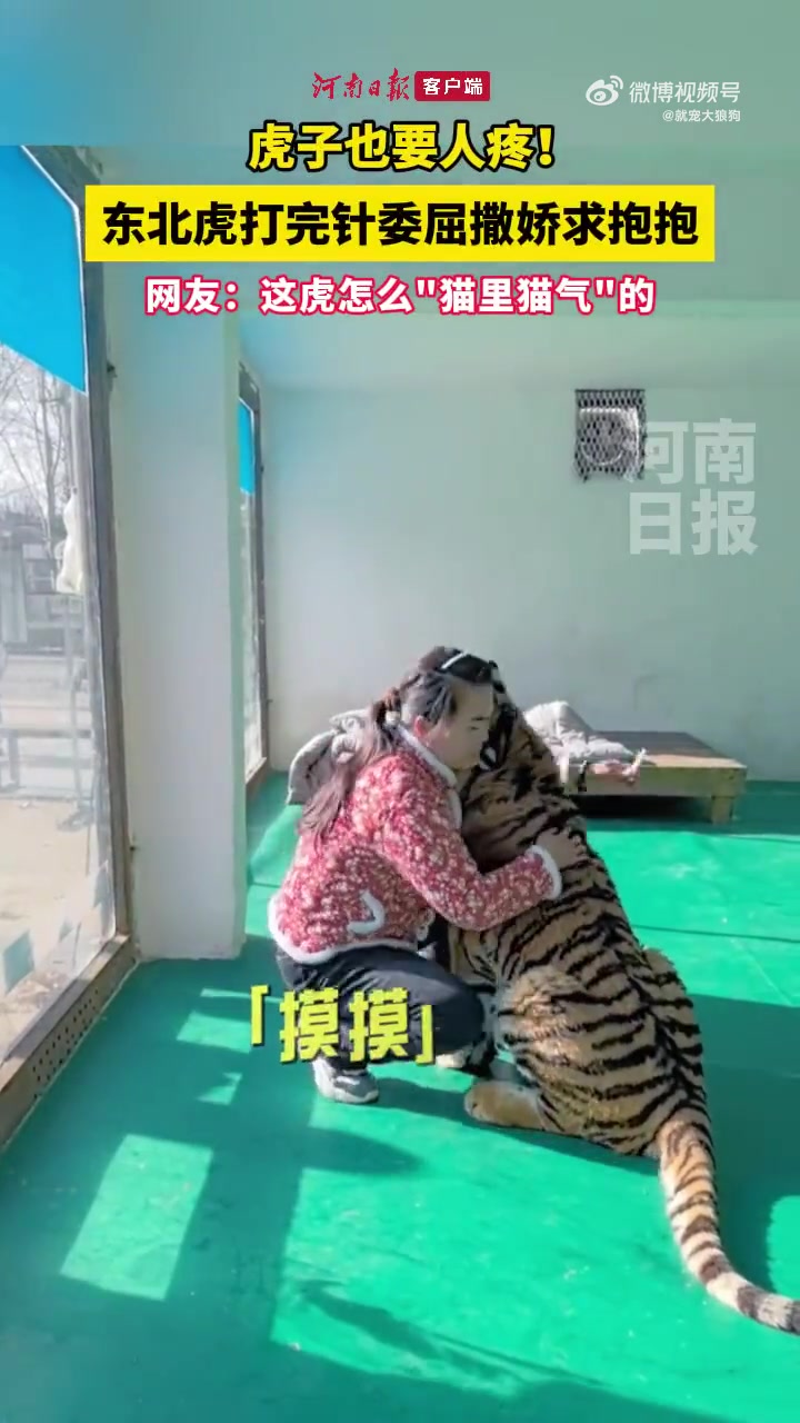 东北虎京京打针后委屈地找“奶妈”求安慰