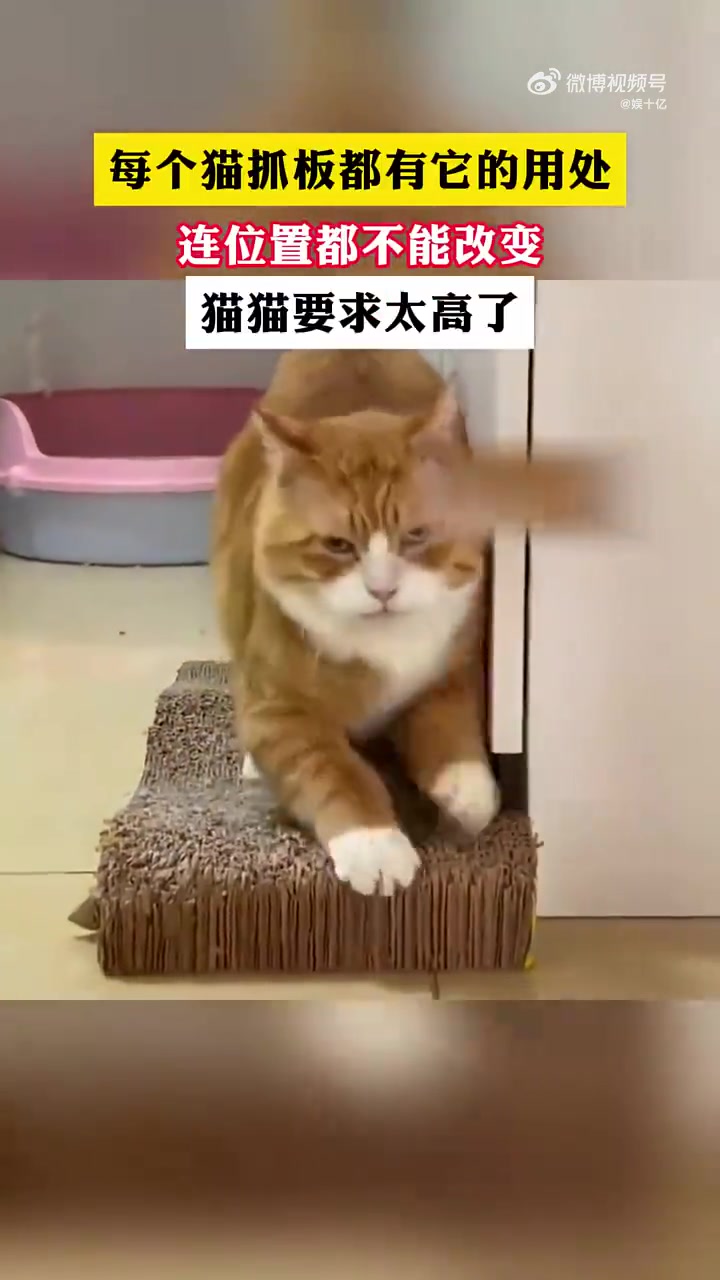 每个猫抓板都有它的用处，连位置都不能改变，猫猫要求太高了