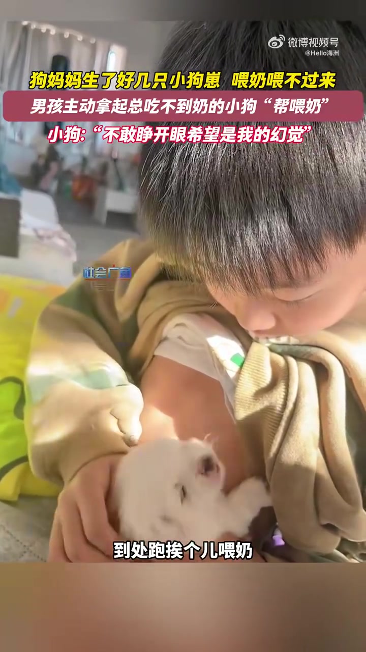 男孩主动拿起总吃不到奶的小狗“帮喂奶”