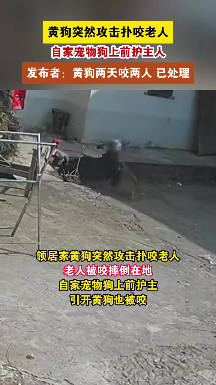 黄狗突然攻击扑咬老人，自家宠物狗上前护主