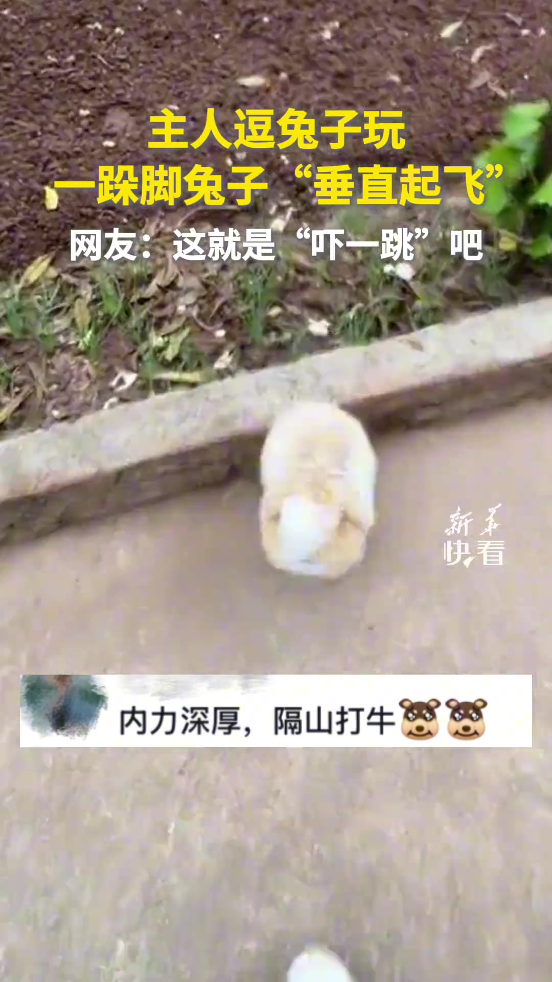 主人逗兔子玩，一跺脚兔子“垂直起飞”！情绪给的很到位