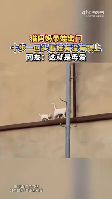 猫妈妈带娃出门，十步一回头看娃有没有跟上