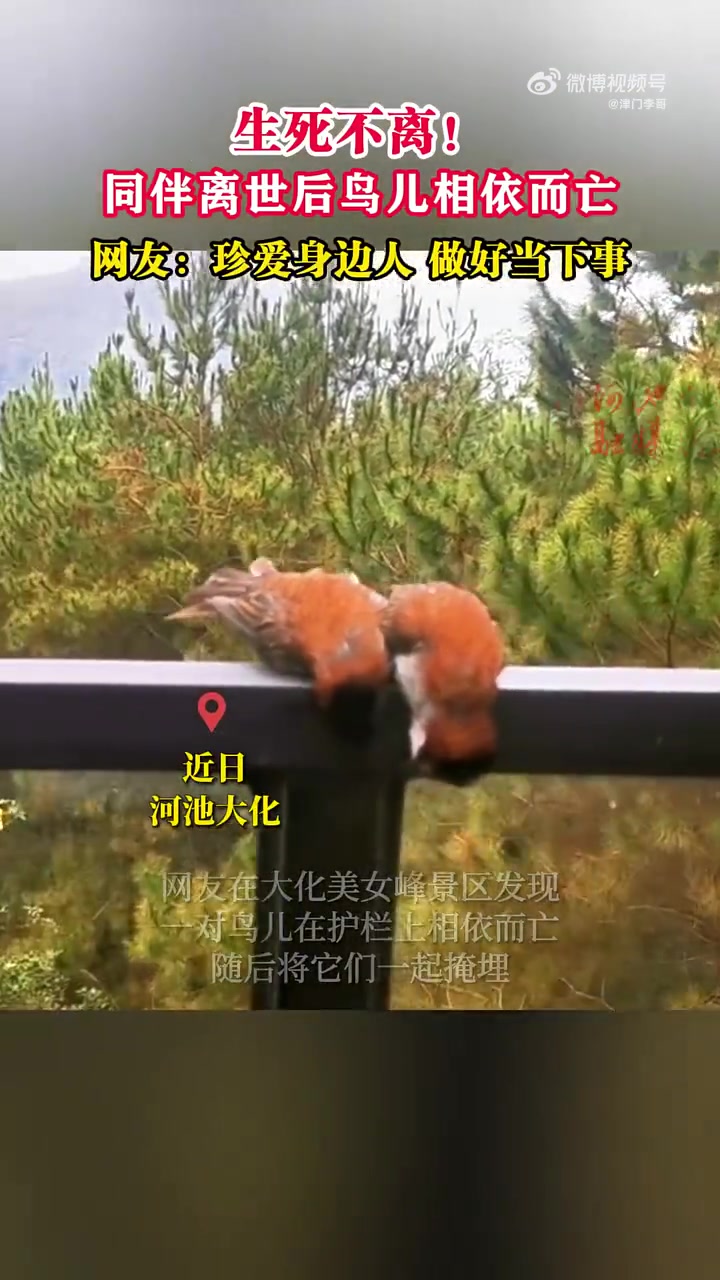 同伴离世后鸟儿相依而亡！网友珍爱身边人做好当下事