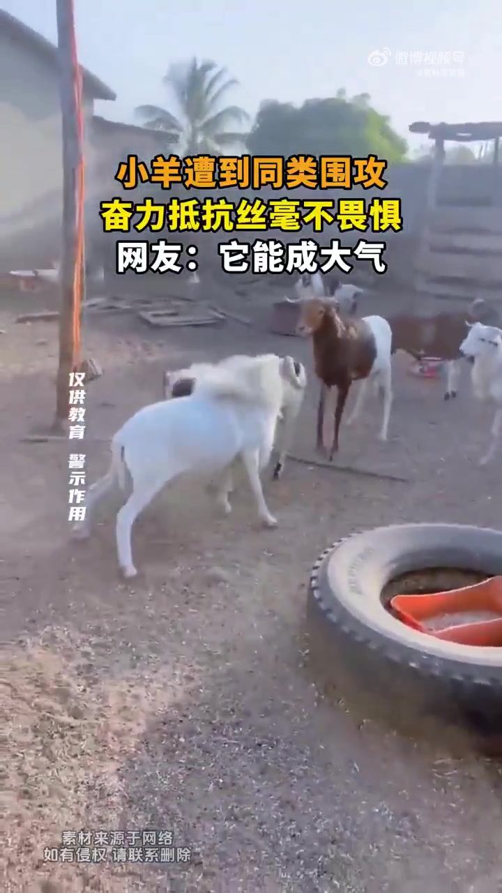小羊遭同类围攻仍奋力抵抗，网友它能成大气