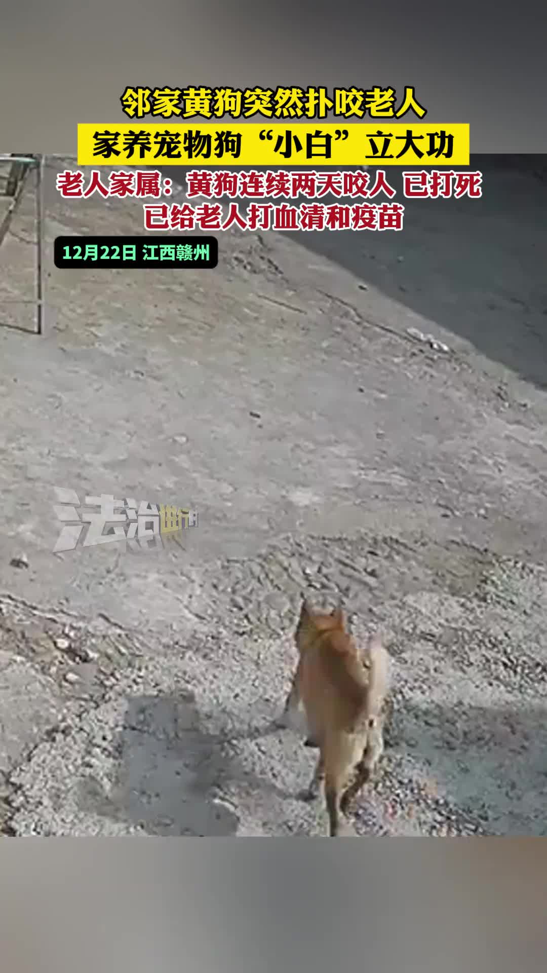 这小白养的值，有事真敢上！