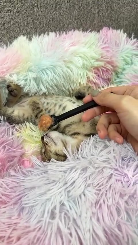 小猫脑子未醒嘴先醒，还说梦香香