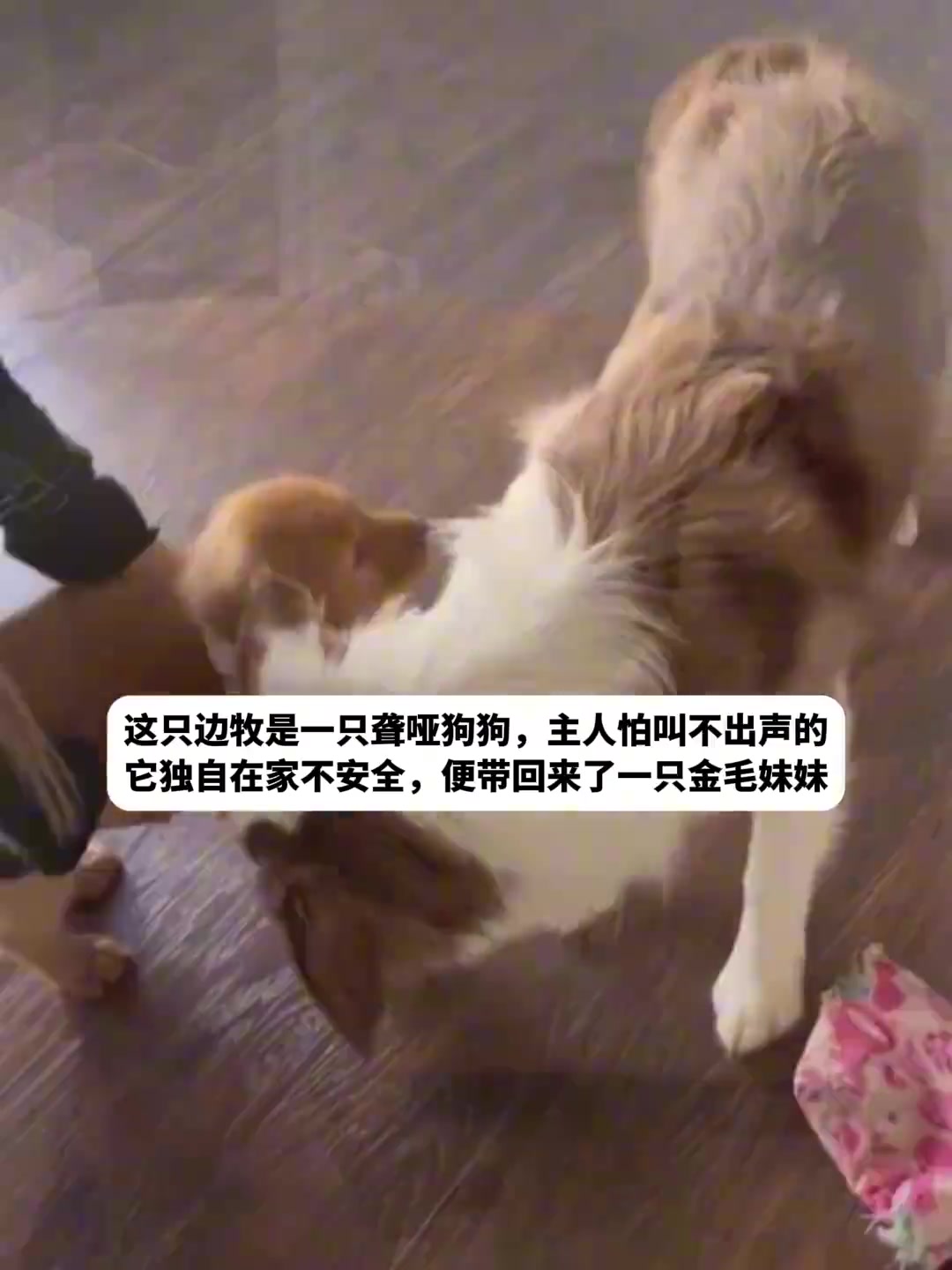 小狗虽听不见，却有专属小耳朵