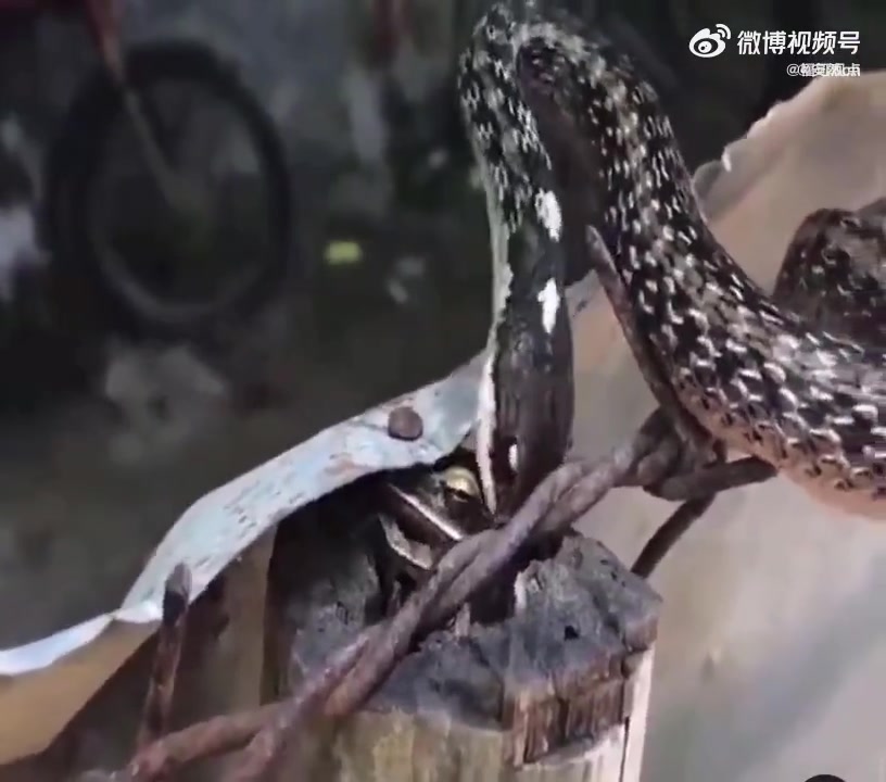 难得一见：蛇吞蛙的精彩瞬间