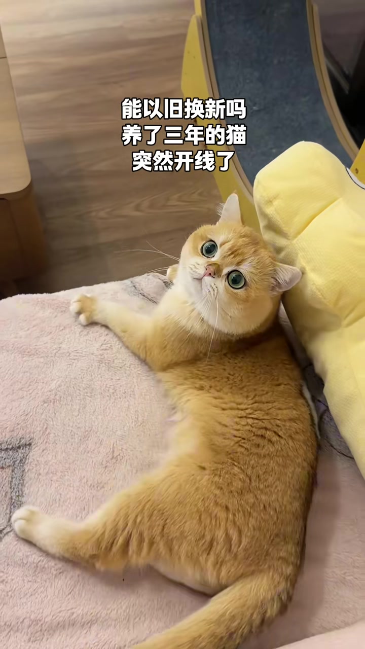 过了质保期的猫，卖家不赔该咋办阿怎么就开线了