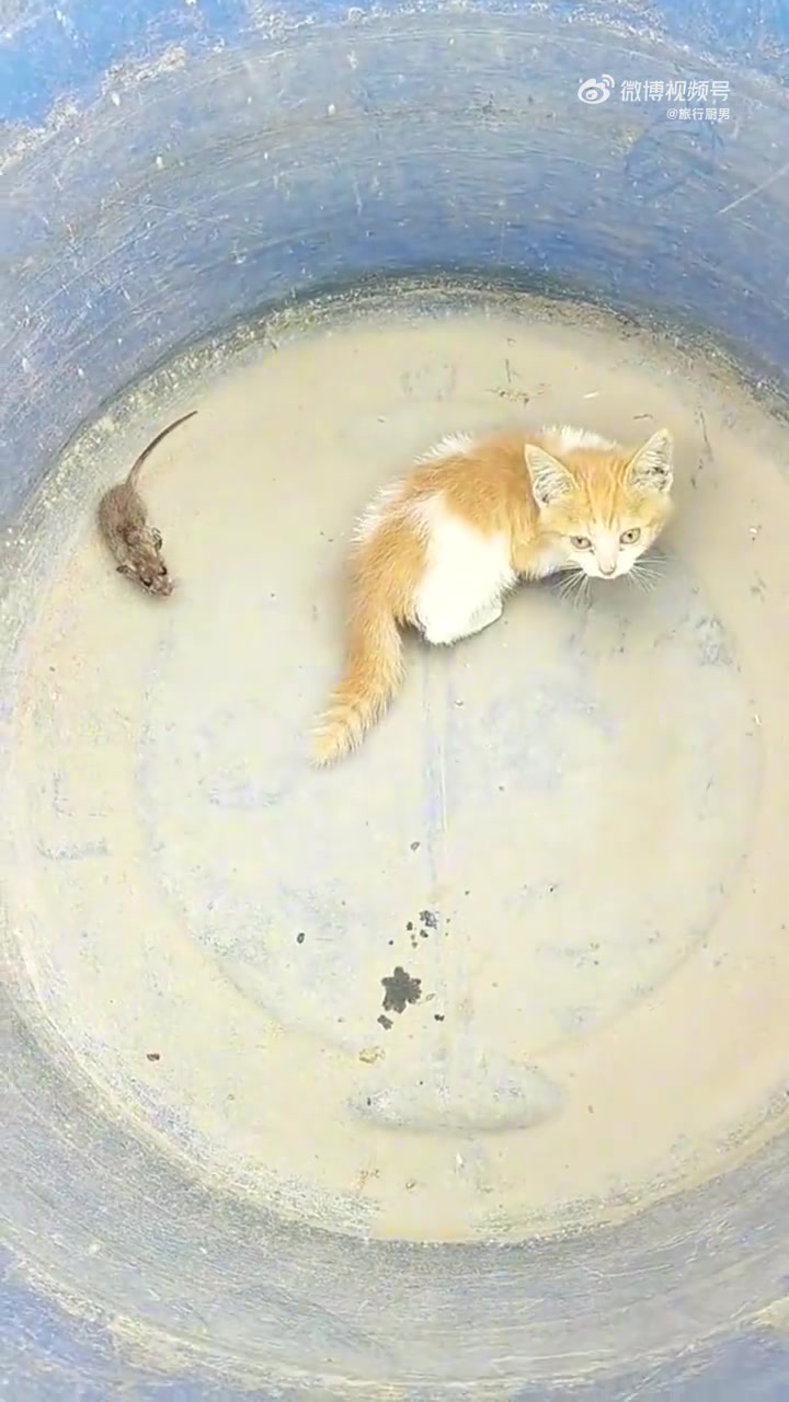 猫咪天性终被激发