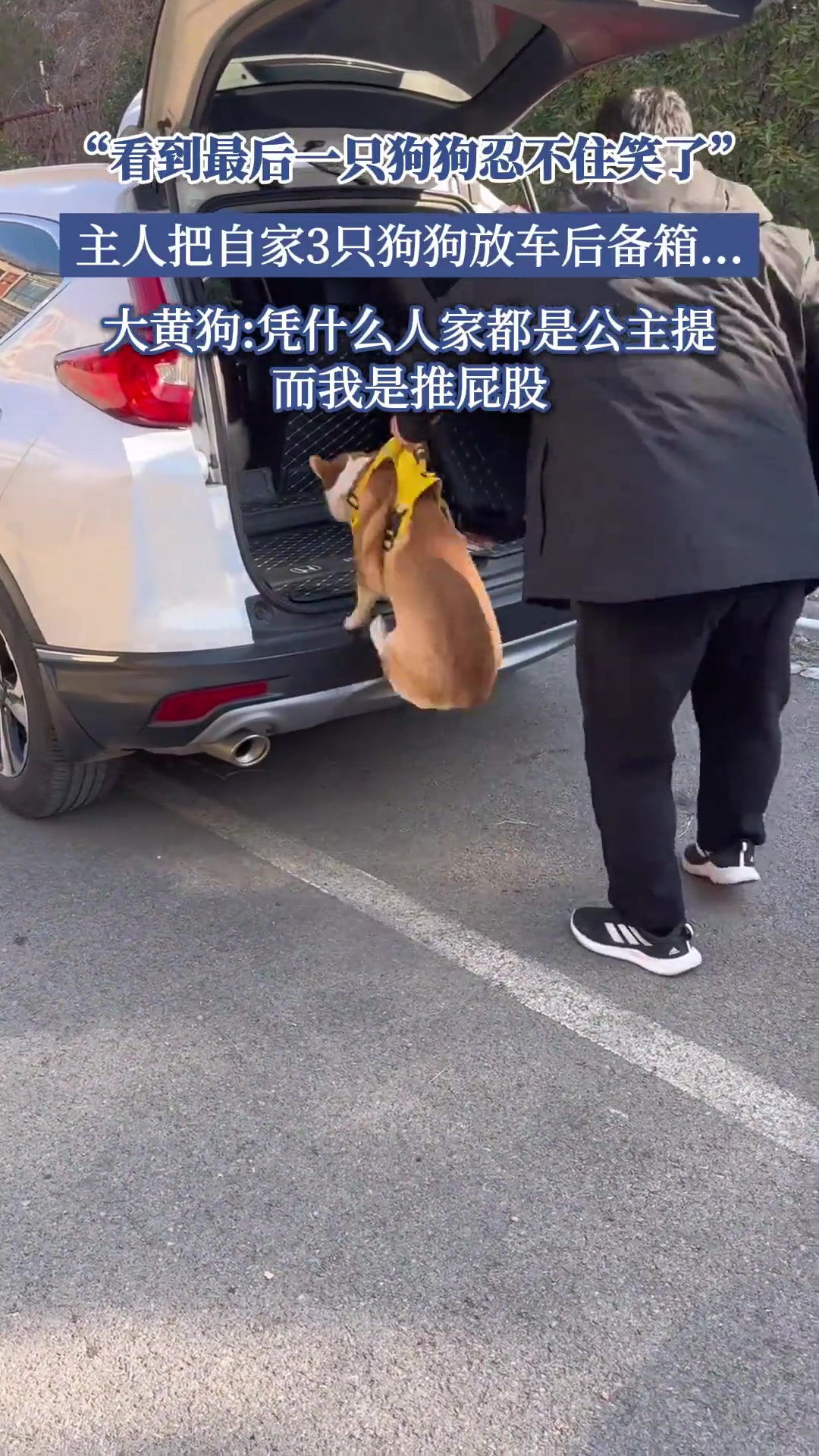 “看到最后一只狗忍不住笑了”，主人把自家3只狗狗放车后备箱...