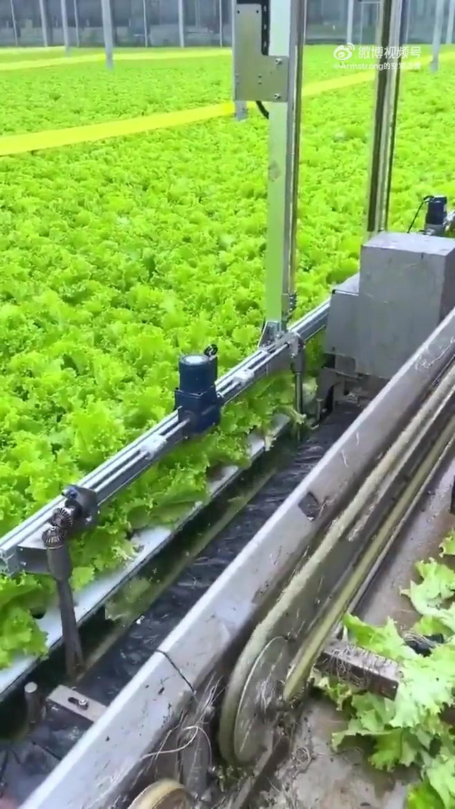 收割水培生菜