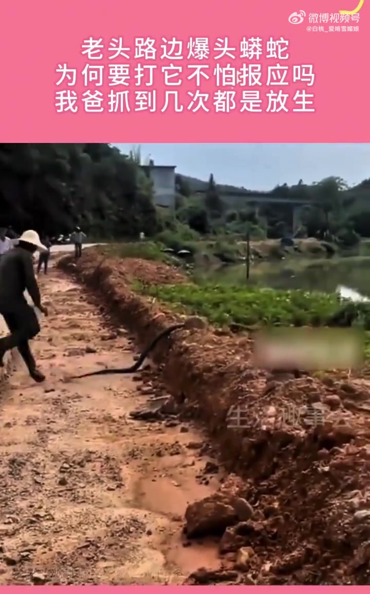老头路边爆头蟒蛇，为何要打它不怕报应吗