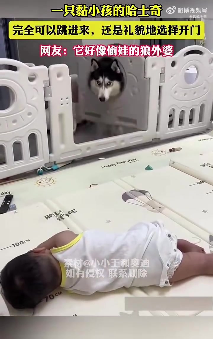 一只黏小孩的哈士奇，完全可以跳进来，还是礼貌地选择开门