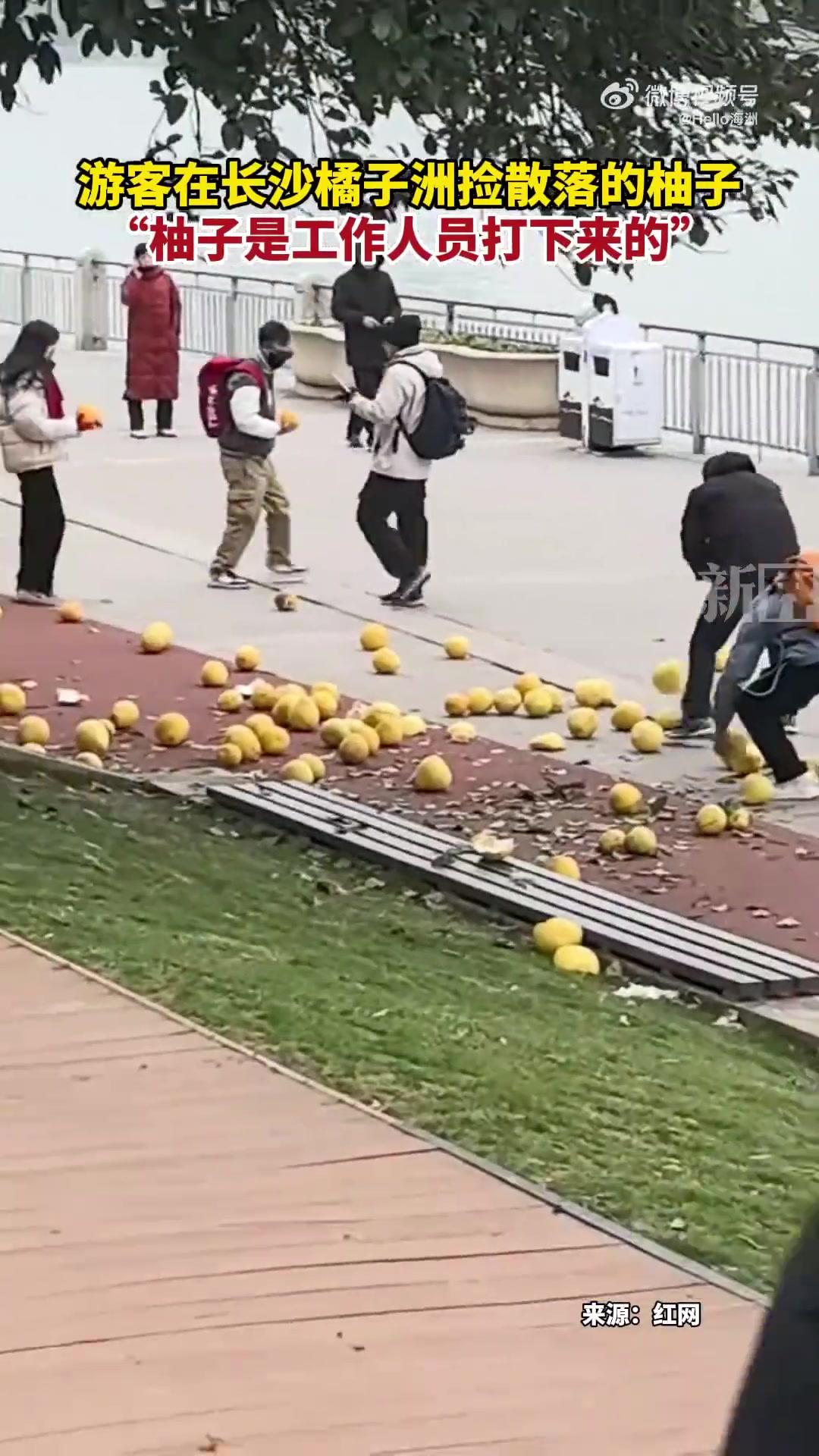 游客在长沙橘子洲捡散落的柚子，“柚子是工作人员打下来的