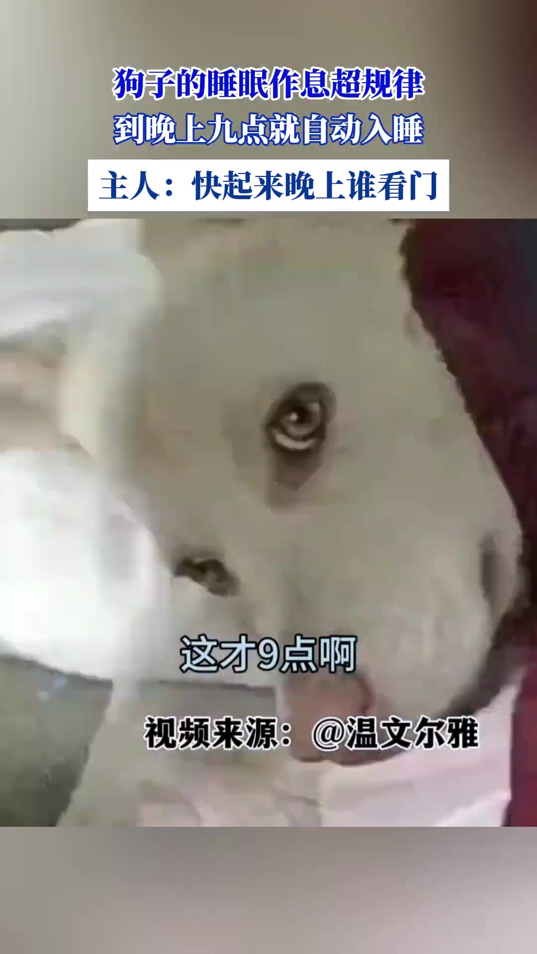 狗子的睡眠作息超规律，到晚上九点就自动入睡！！
