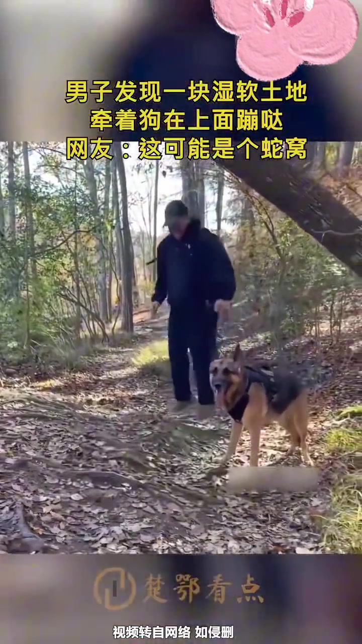 男子发现一块软地，牵着狗在上面蹦哒，网友：这可能是个蛇窝