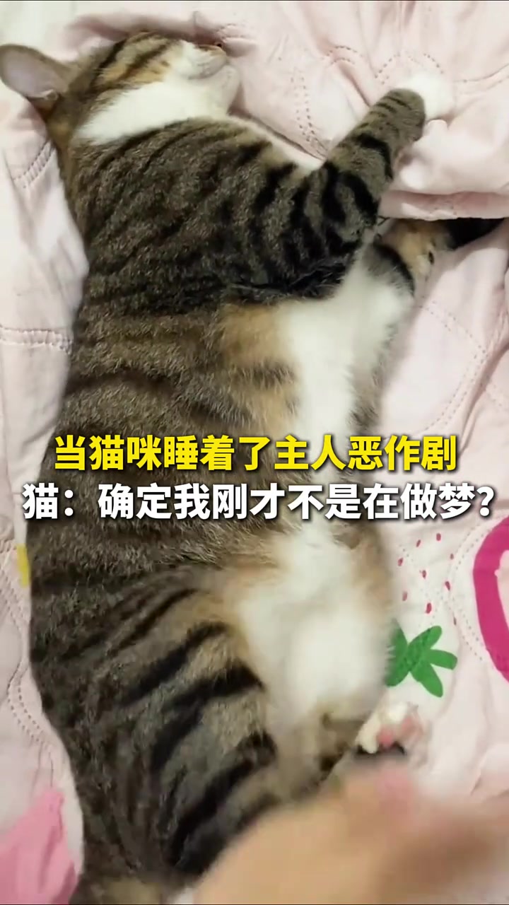 当猫咪睡着了主人恶作剧，猫：确定我刚才不是在做梦