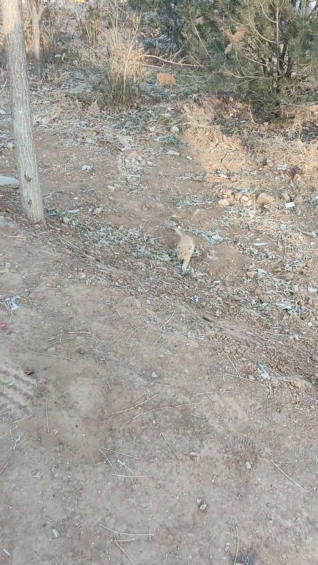 猫妈妈回来：我说不养了吗