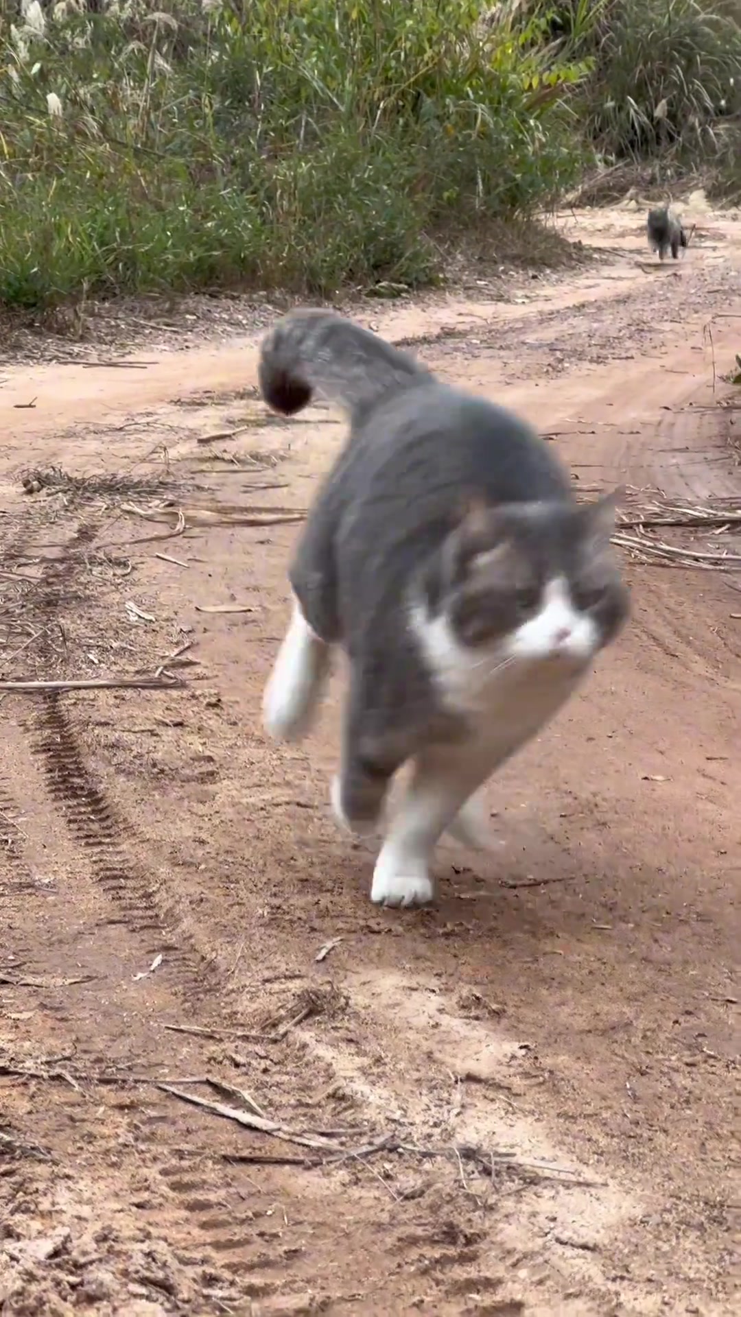 大野猪队来咯哒哒哒