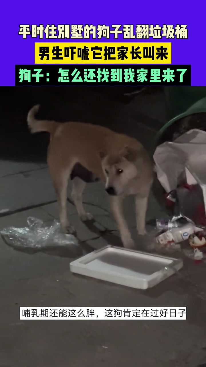 平时住别墅的狗子乱翻垃圾桶，男生吓唬它把家长叫来