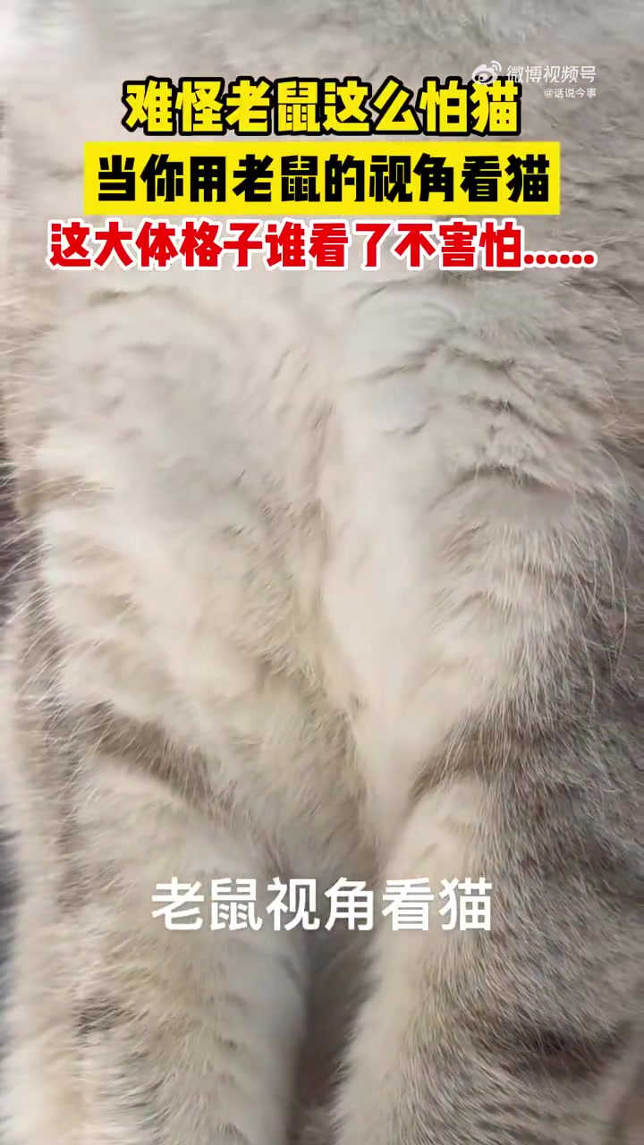 难怪老鼠这么怕猫！当你用老鼠的视角看猫，谁看了不哆嗦啊！