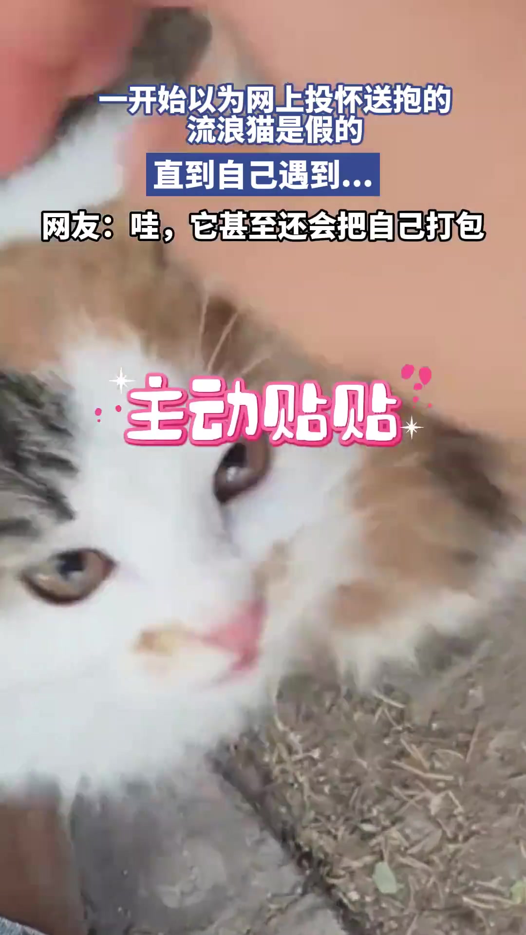 女子遇流浪猫，主动打包求带走，超萌