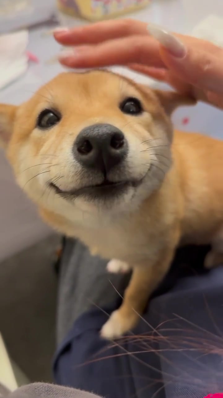 小狗被摸头就会很开心