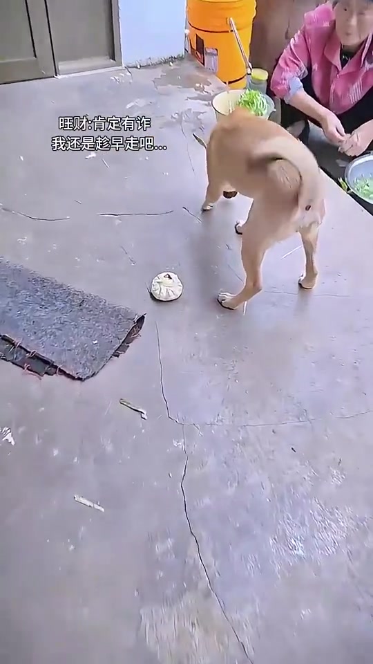 测试肉包子打狗会不会变狗不理