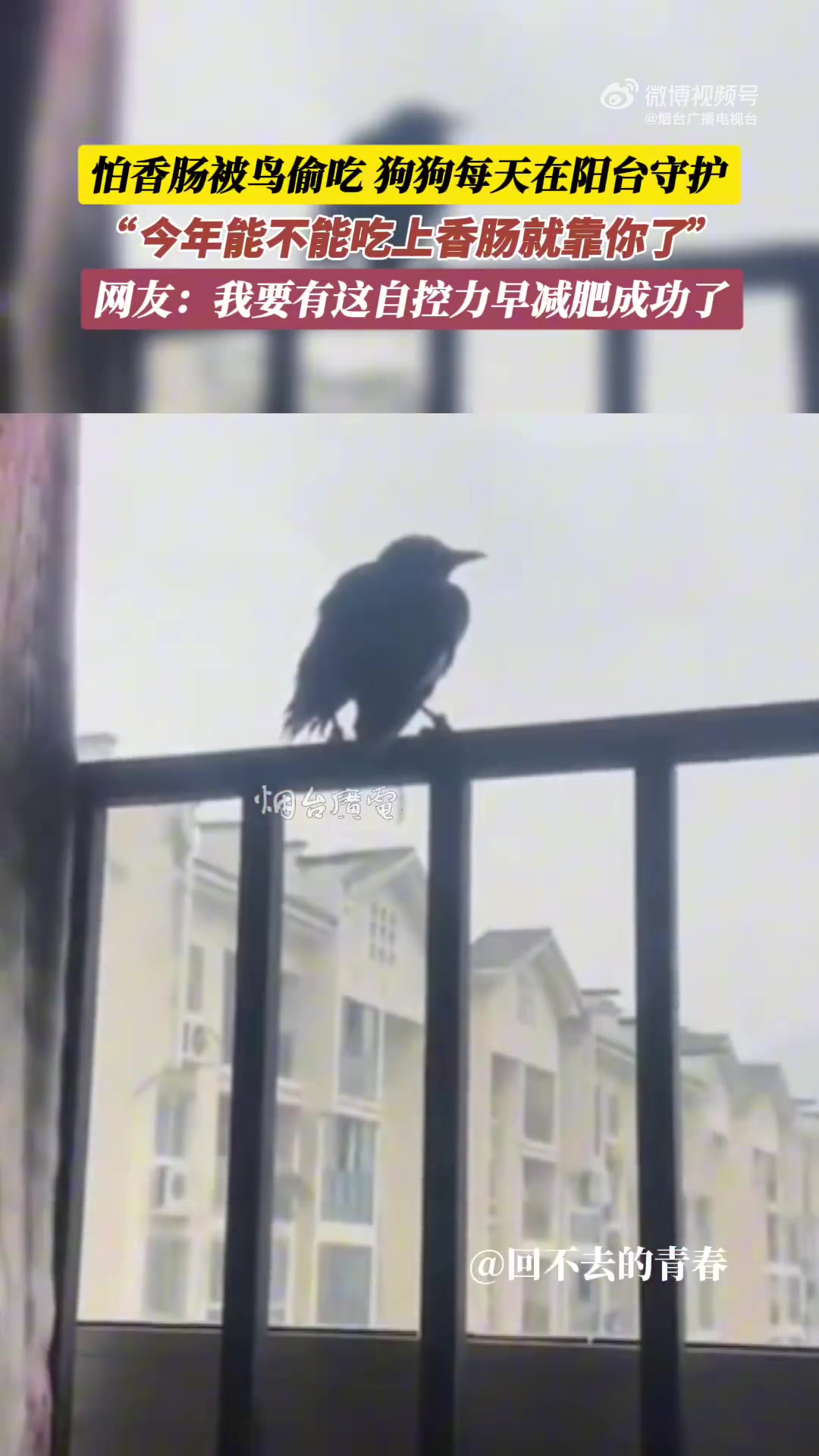 怕香肠被鸟偷吃，狗狗每天在阳台守护今年能不能吃上香肠靠你了