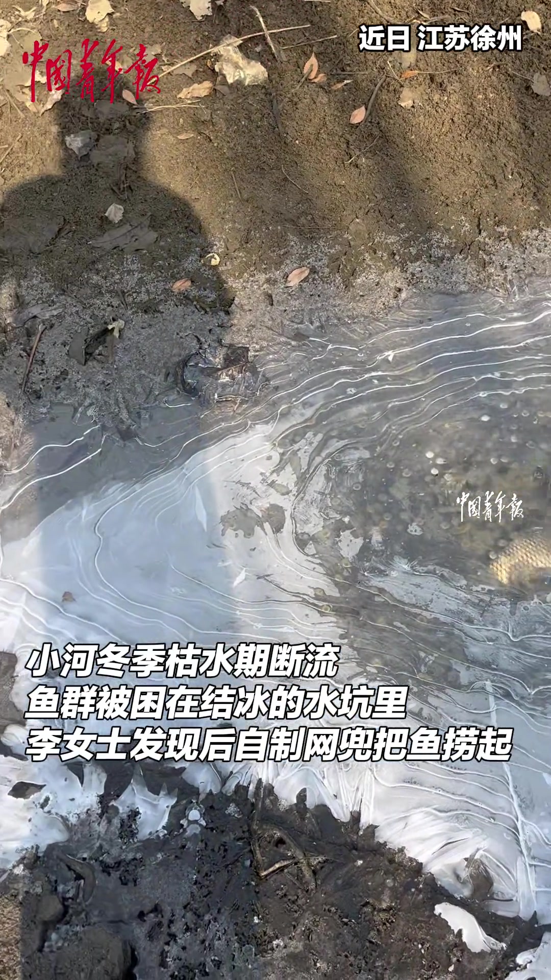 枯水期水坑结冰，女生捞出被困鱼群带回家喂养