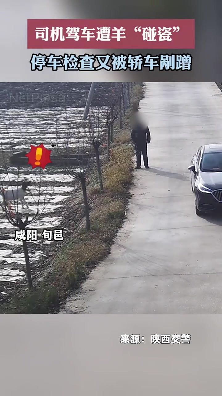 司机驾车突遭羊“碰瓷”，下车理论后更糟心：又被轿车剐蹭！