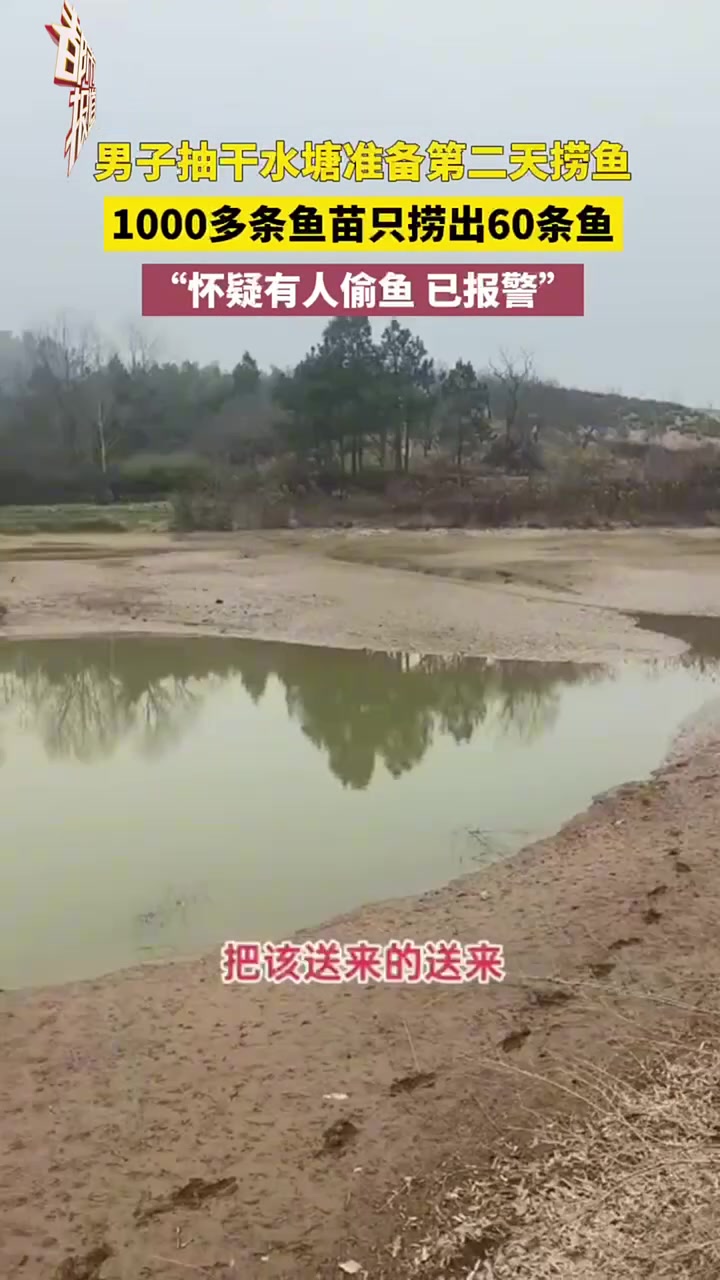 男子抽干水塘准备第二天捞鱼，1000多条鱼苗只捞出60条鱼！