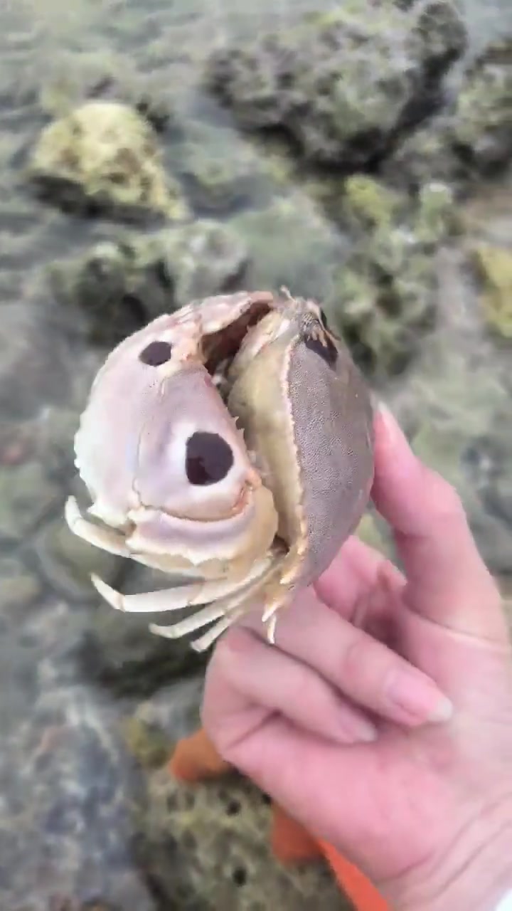 这下不来赶海了吧！小姐姐刚展示赶海捡的螃蟹，结果就被夹了
