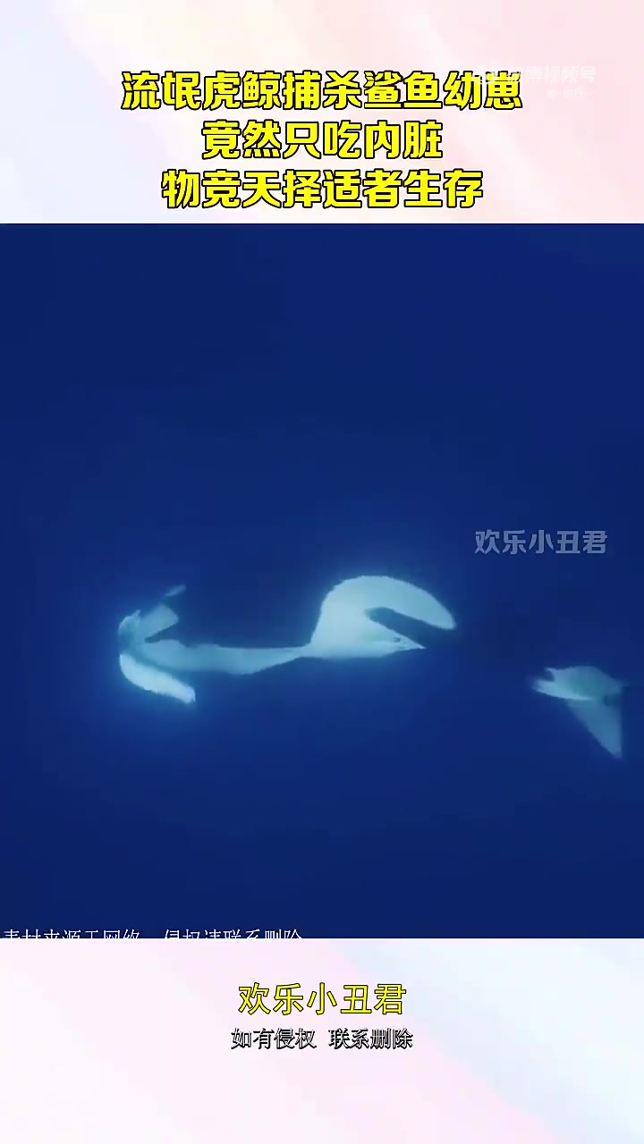 流氓虎鲸捕杀鲨鱼幼崽只吃内脏，尽显物竞天择