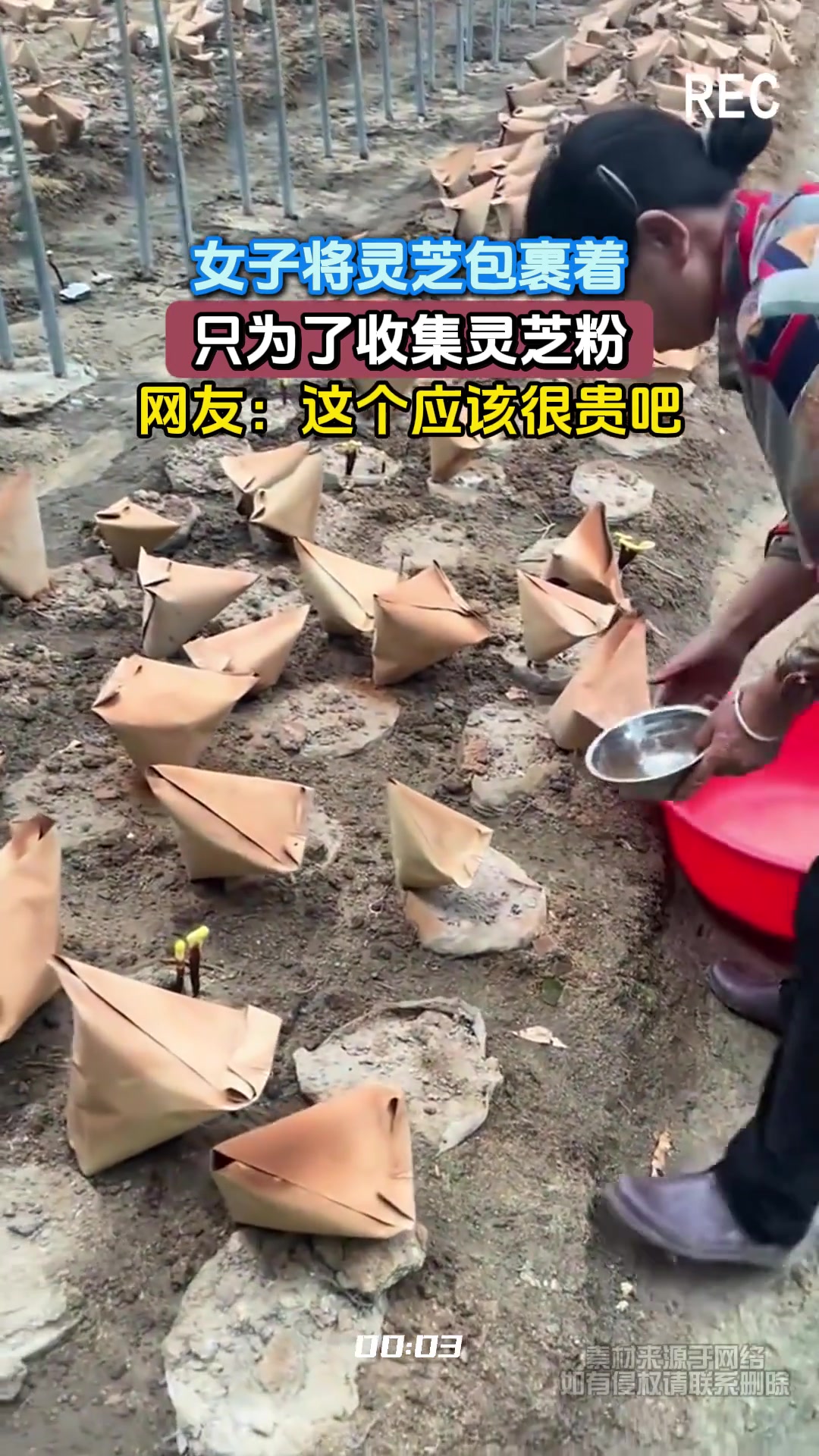 女子将灵芝包裹着，只为了收集灵芝粉，网友：这个应该很贵吧！