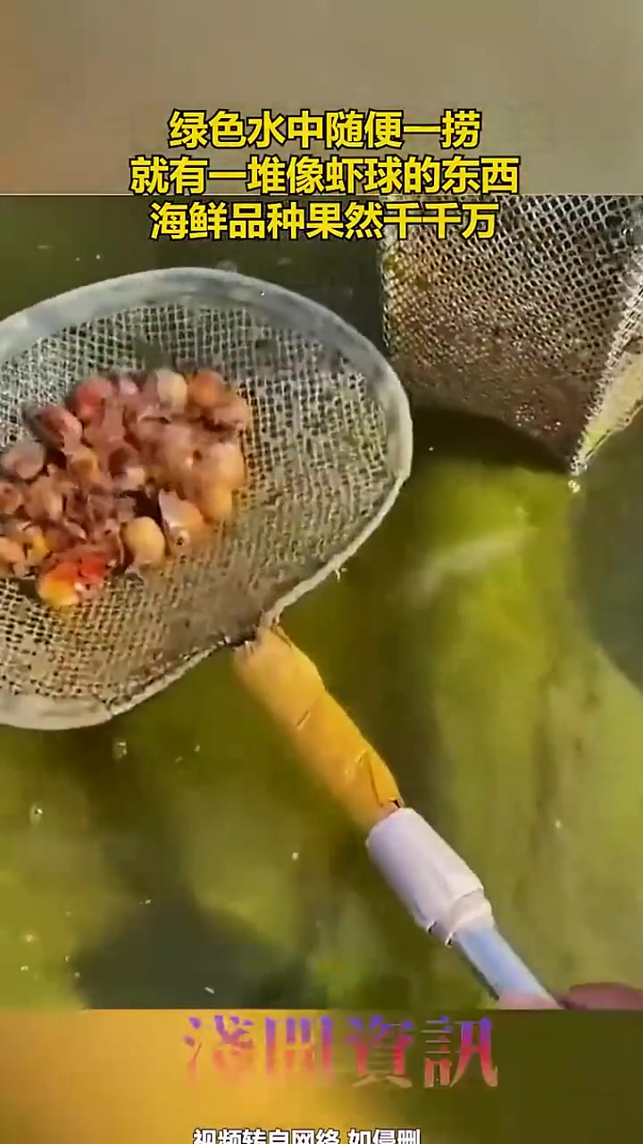 绿色水中随便一捞，就有一堆像虾球的东西，海鲜品种果然千千万！