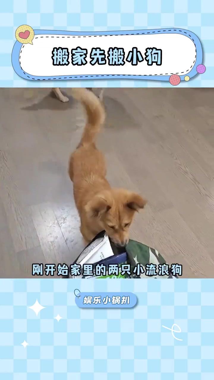 小狗其实什么都懂呢