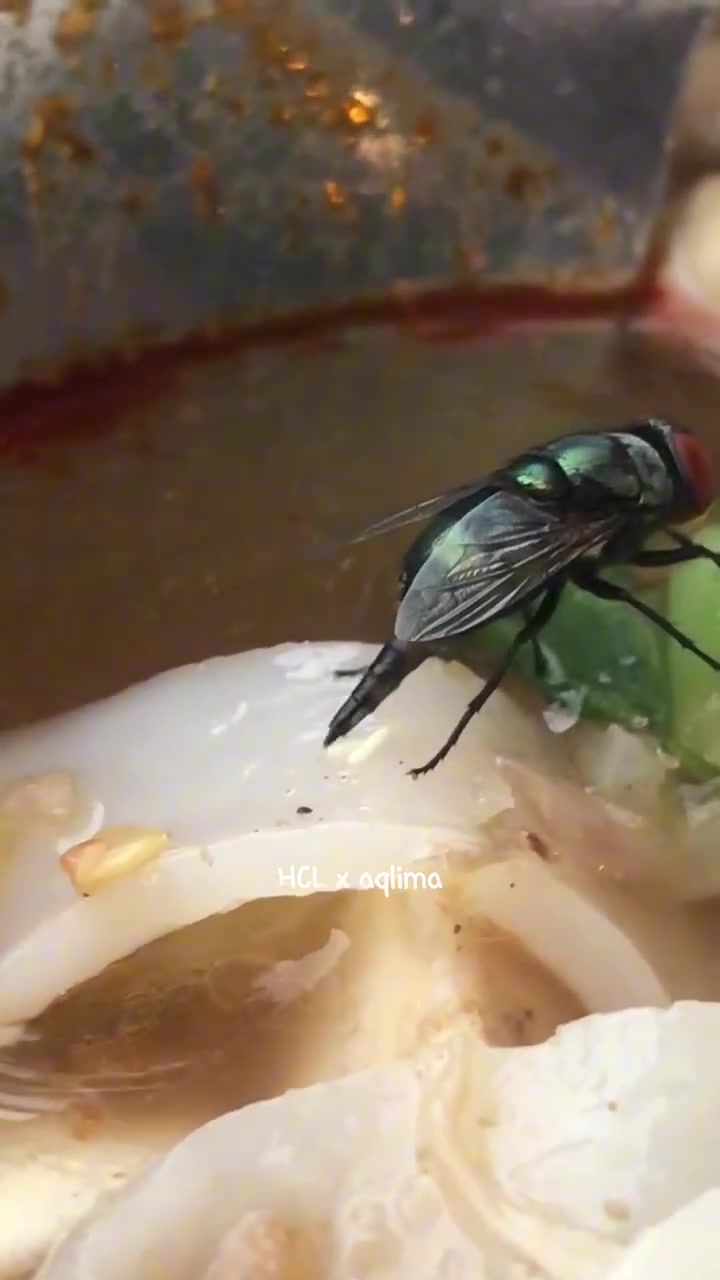 好心的苍蝇给人类食物添加蛋白质