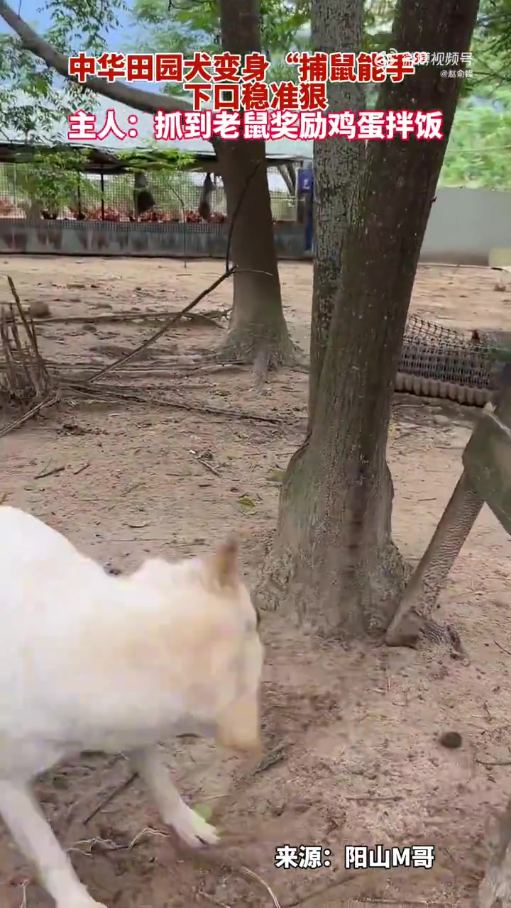 中华田园犬变身“捕鼠能手”，下口稳准狠，主人奖励鸡蛋拌饭
