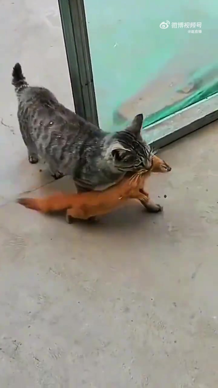 猫哥，我不是老鼠，请别再捉弄我