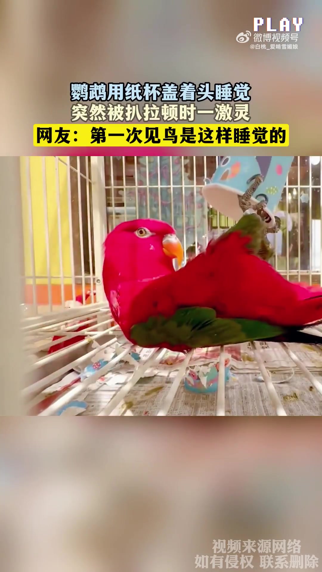 鹦鹉用纸杯盖头睡觉，被扒拉后一激灵，网友：头回见