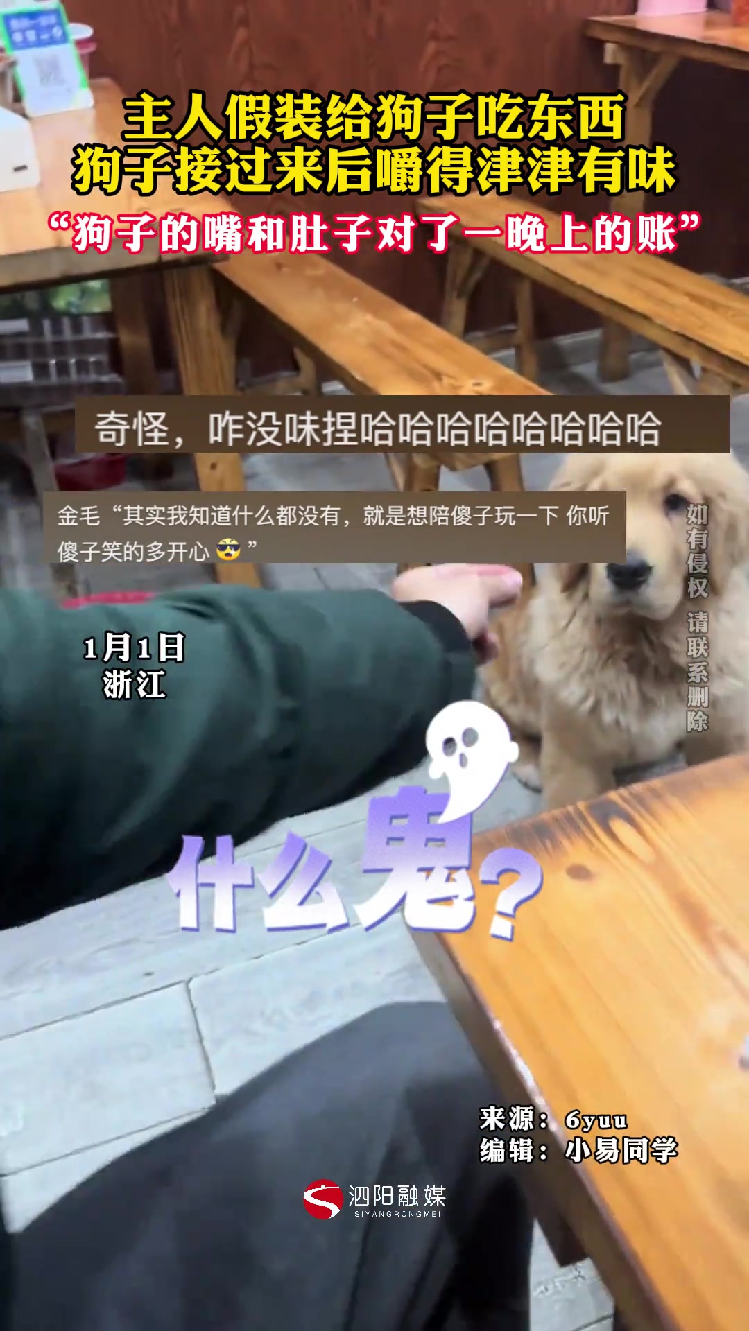 主人假装给狗子吃东西狗子接过来后嚼得津津有味