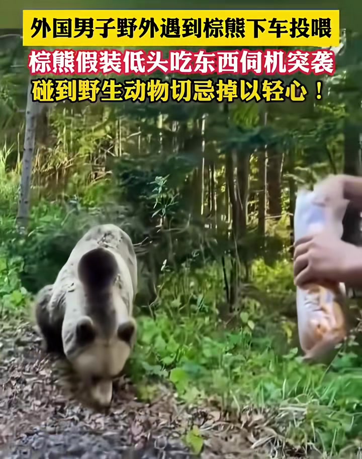 熊：你以为我吃素的啊，我要吃肉