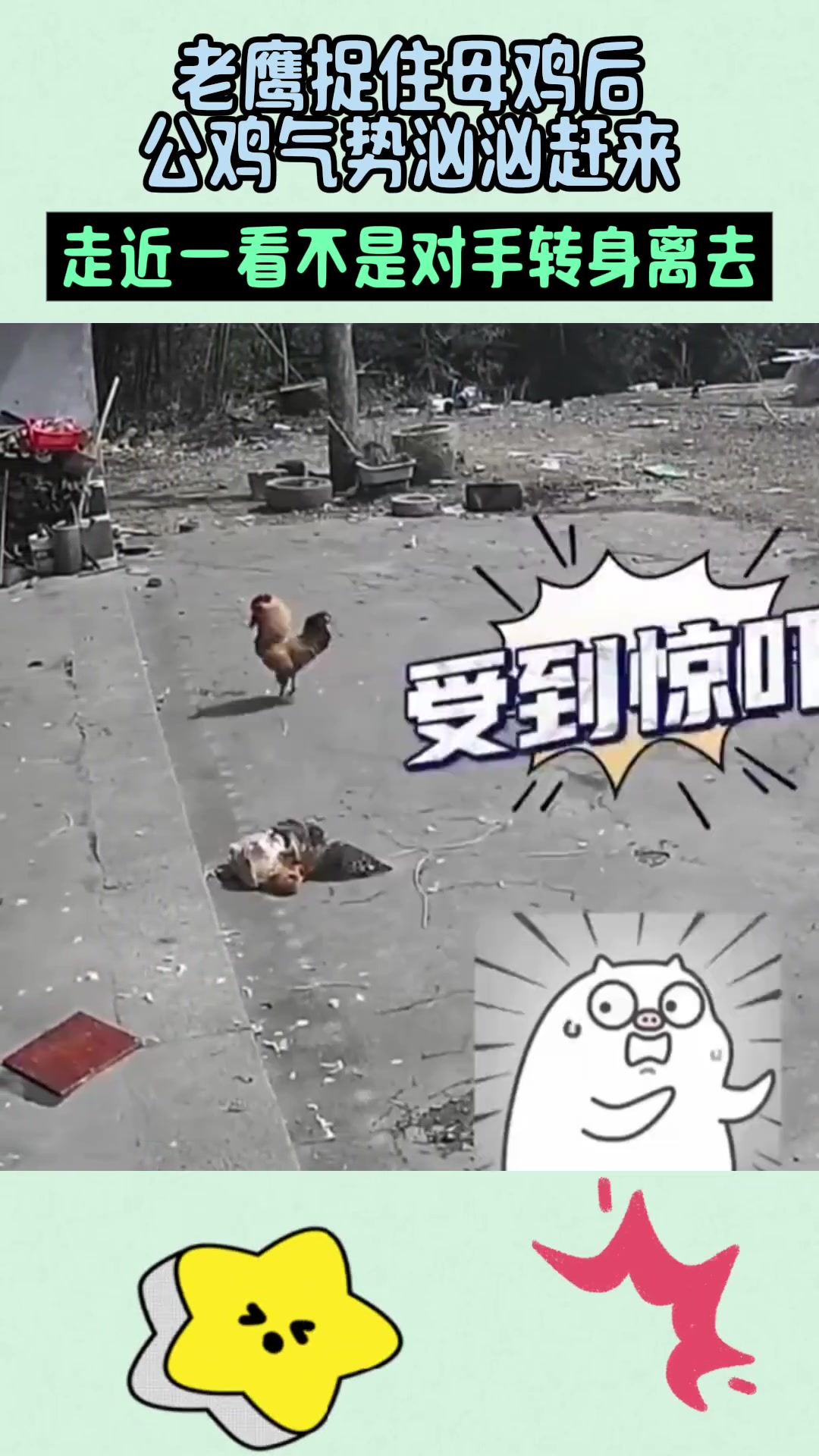 老鹰捉住母鸡公鸡气势汹汹赶来一看不是对手啊
