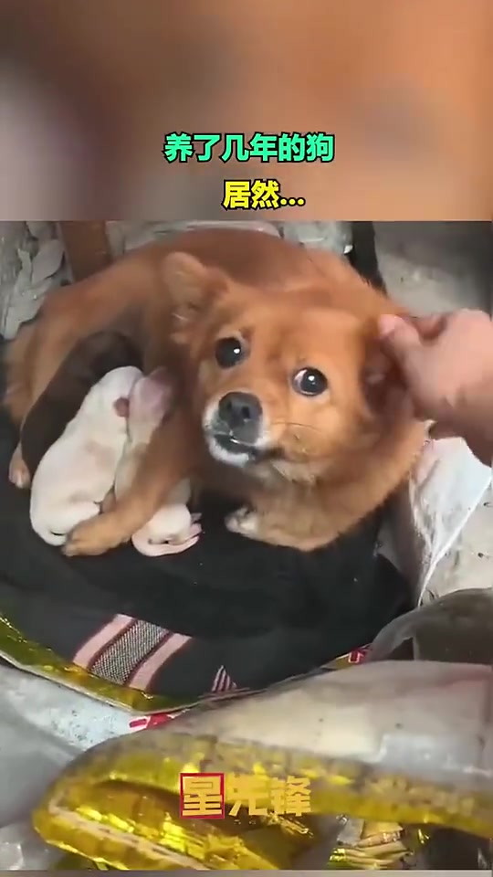 养了几年的狗，居然做出这种事