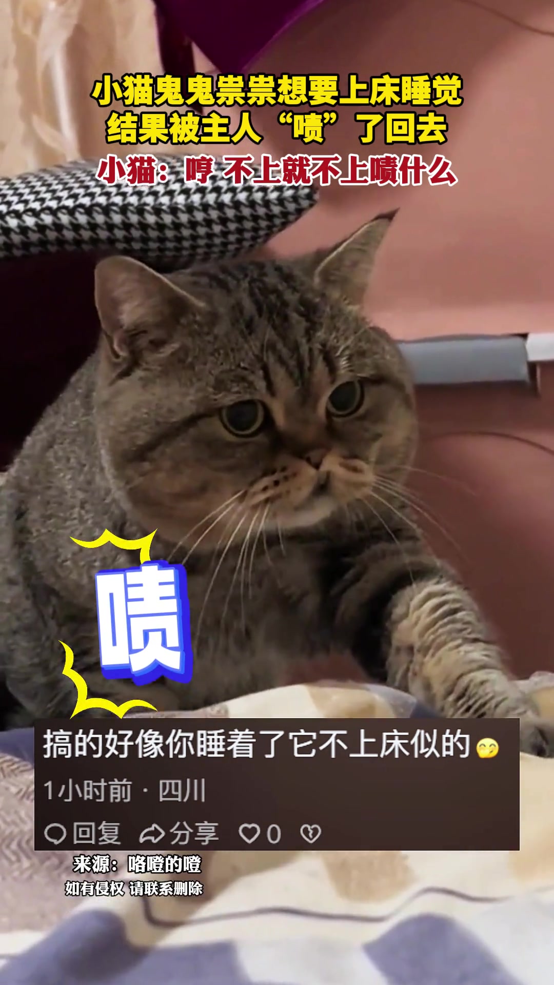 小猫：哼不上就不上啧什么！