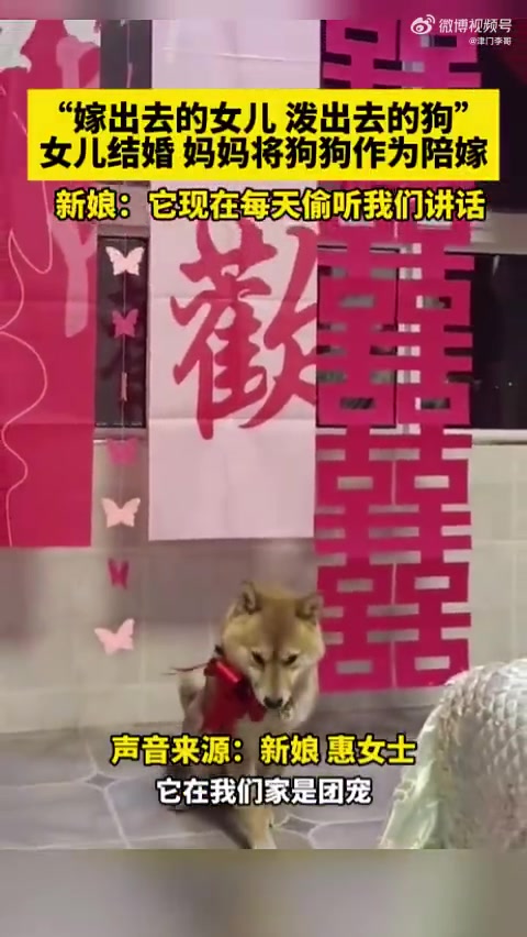 “嫁出去的女儿，泼出去的狗”，女儿结婚，妈妈把狗狗作为陪嫁！