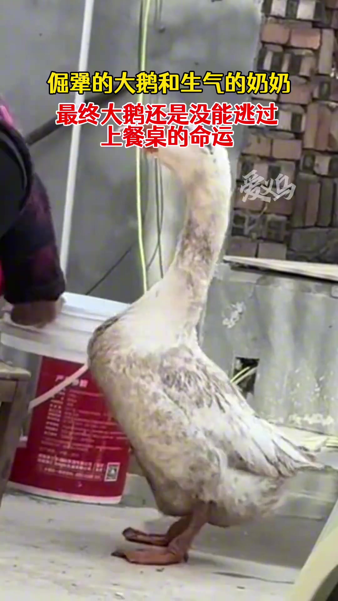 倔犟的大鹅和生气的奶奶，最终大鹅还是上了餐桌